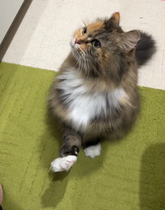 周りを見つめる猫