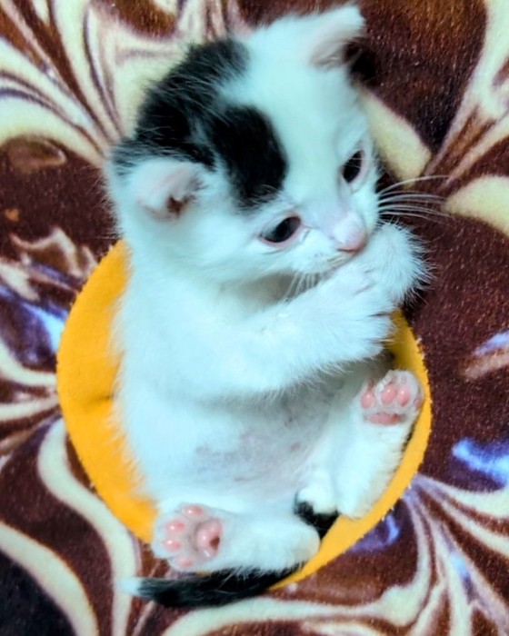 子猫が丸まって手を舐める様子