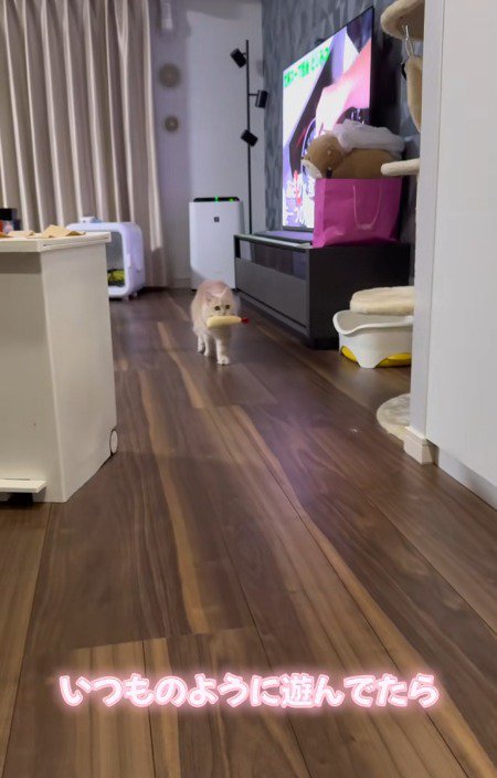 おもちゃをくわえて遠くから歩いてくる猫