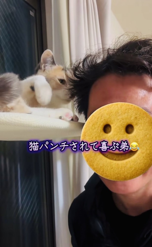 弟に向かって手を振り上げる三毛猫