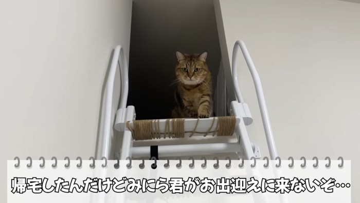 お出迎えに来ない