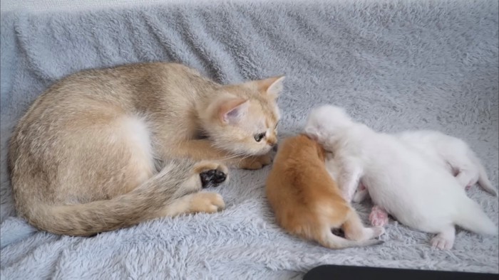 子猫たちに顔を近づける猫