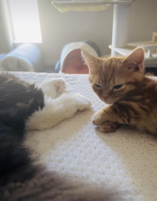 ベッドの上で寝ているスコティッシュフォールドの足もとでウトウトするマンチカン