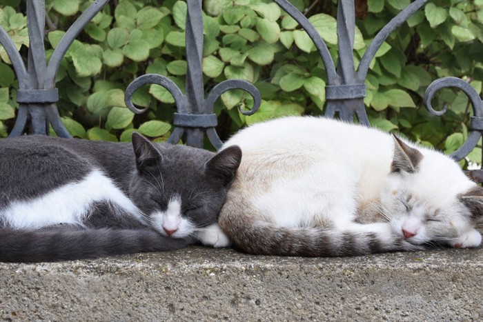 並んでシンクロ寝する猫