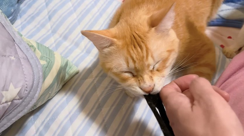 口元を押さえられる猫