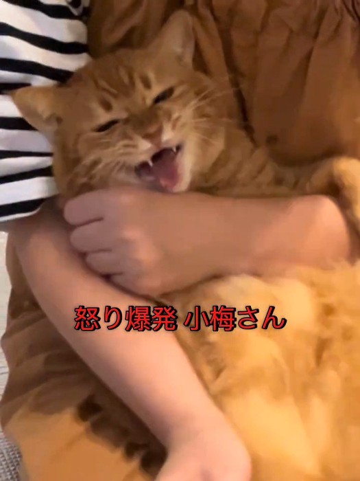 怒った顔の猫