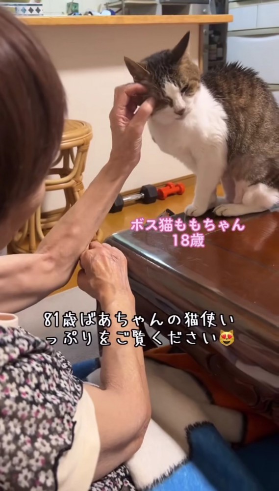 テーブルの上の猫の目元を撫でるおばあちゃん