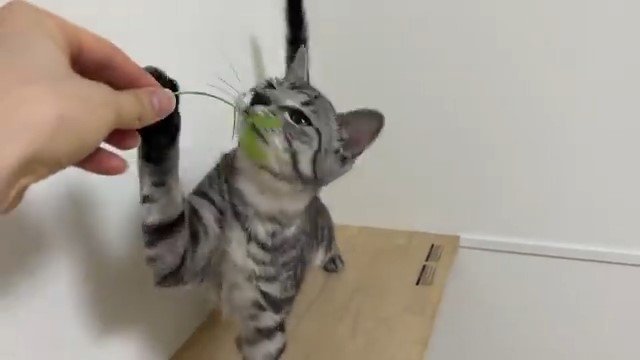 葉っぱにじゃれる猫