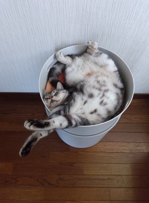 仰向けで入れ物に入って寝ている猫2
