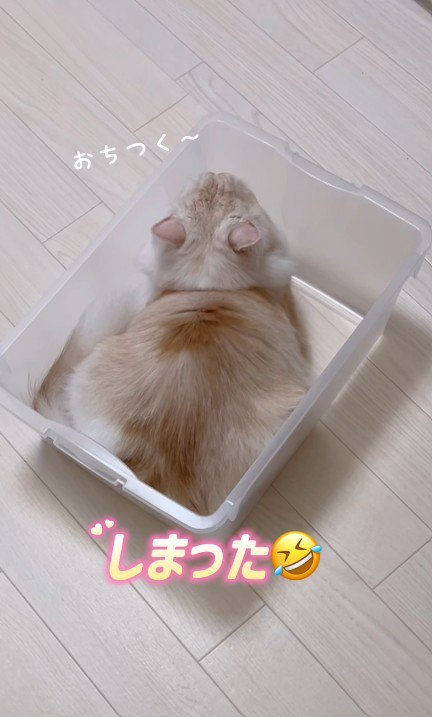 ケースに入る猫