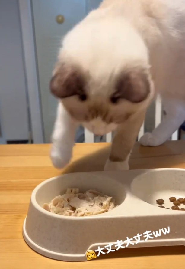 もう一度触るシェルちゃん