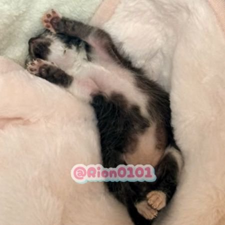 仰向けで両前足を上げて眠る子猫