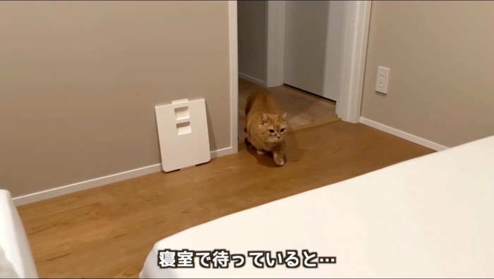 入り口から部屋の中に入ってくる茶トラ猫