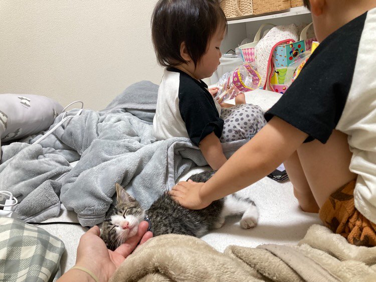 なでられている子猫