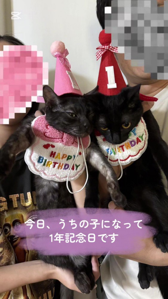 抱っこされる猫