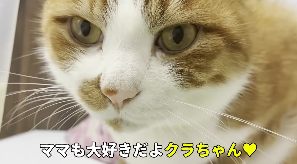 茶トラ猫の顔のドアップ