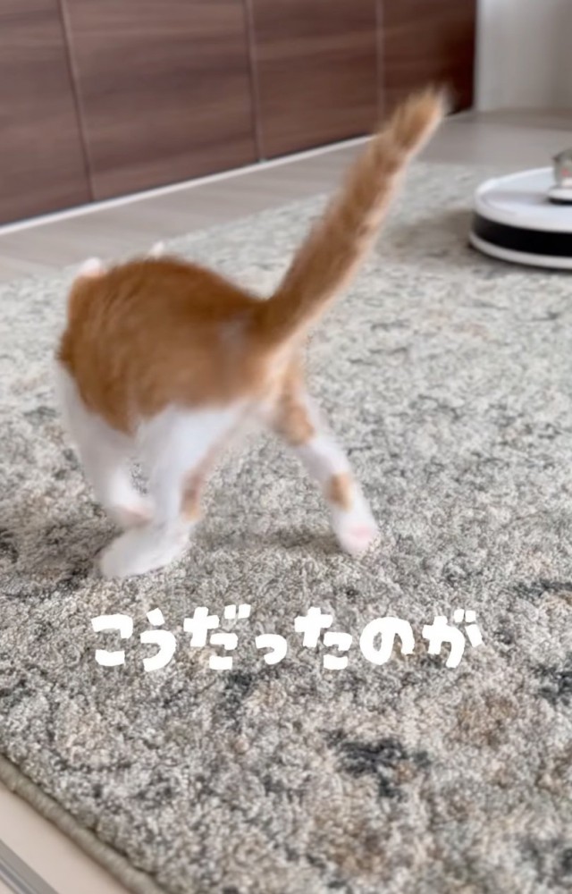 威嚇する子猫