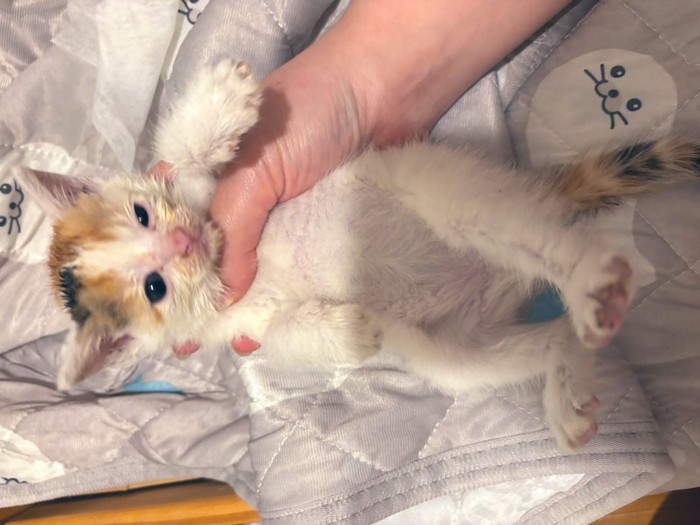 保護したばかりの子猫