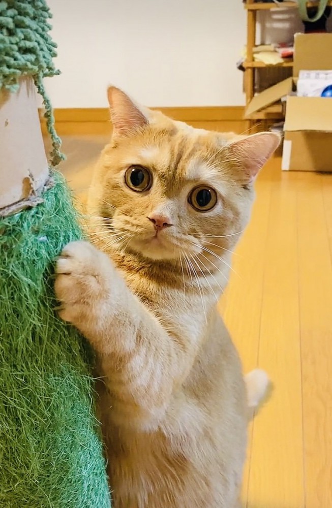 爪を研ぐスコティッシュフォールド