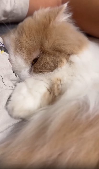 眠る猫のアップ