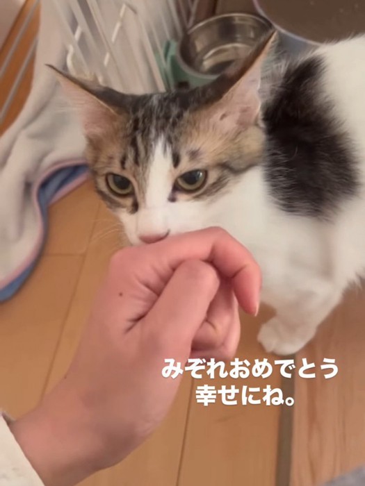 人の手に顔を近づける子猫