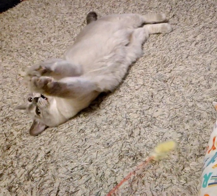 仰向けで前足を閉じている猫