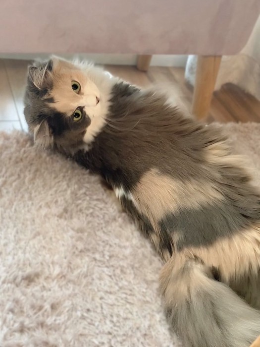 寝そべっている猫