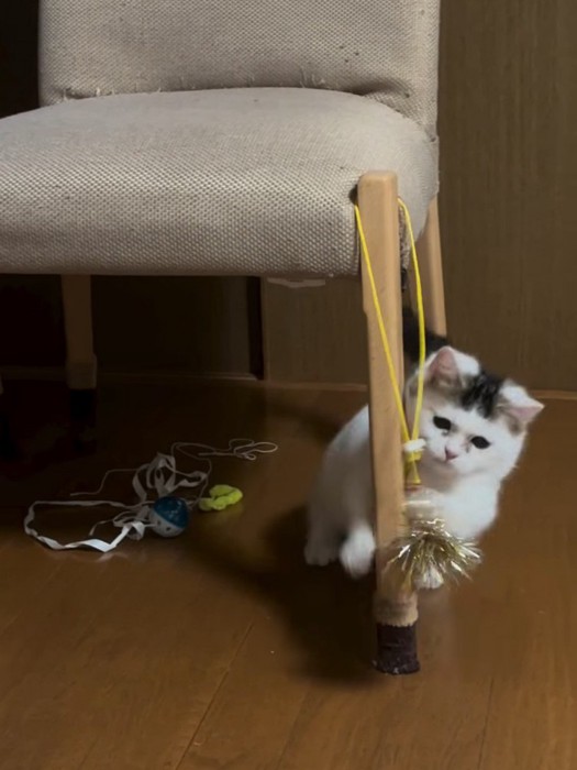 おもちゃにじゃれる子猫