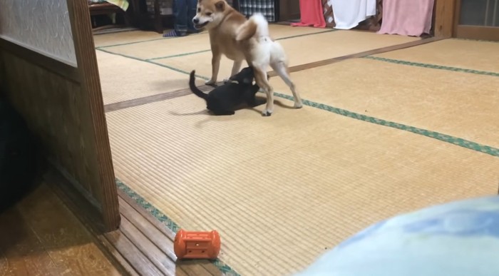柴犬と遊ぶ黒猫の子猫