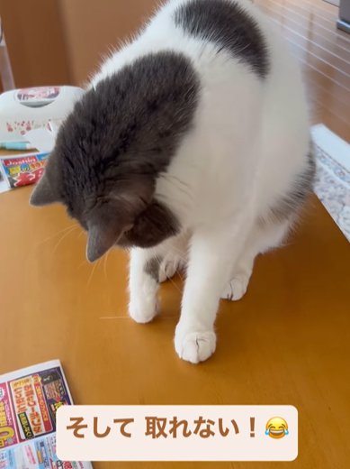 俯く猫(そして取れない!)