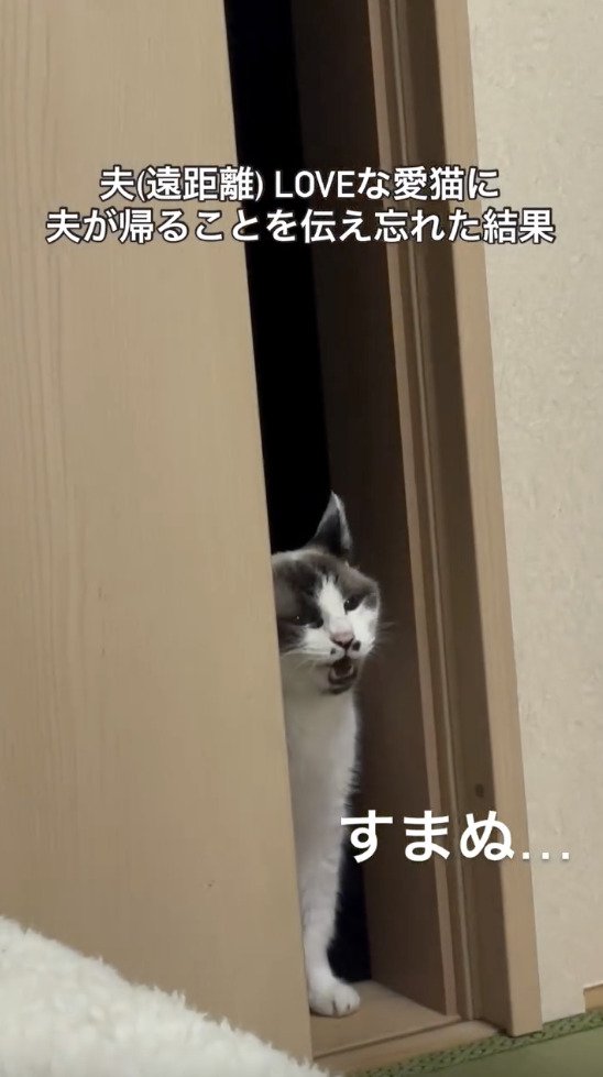 大好きな旦那さんがいないことに泣き叫ぶ猫