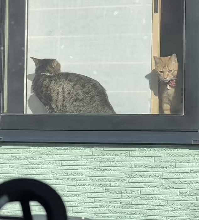 窓際で日向ぼっこするキジトラ猫と茶トラ猫