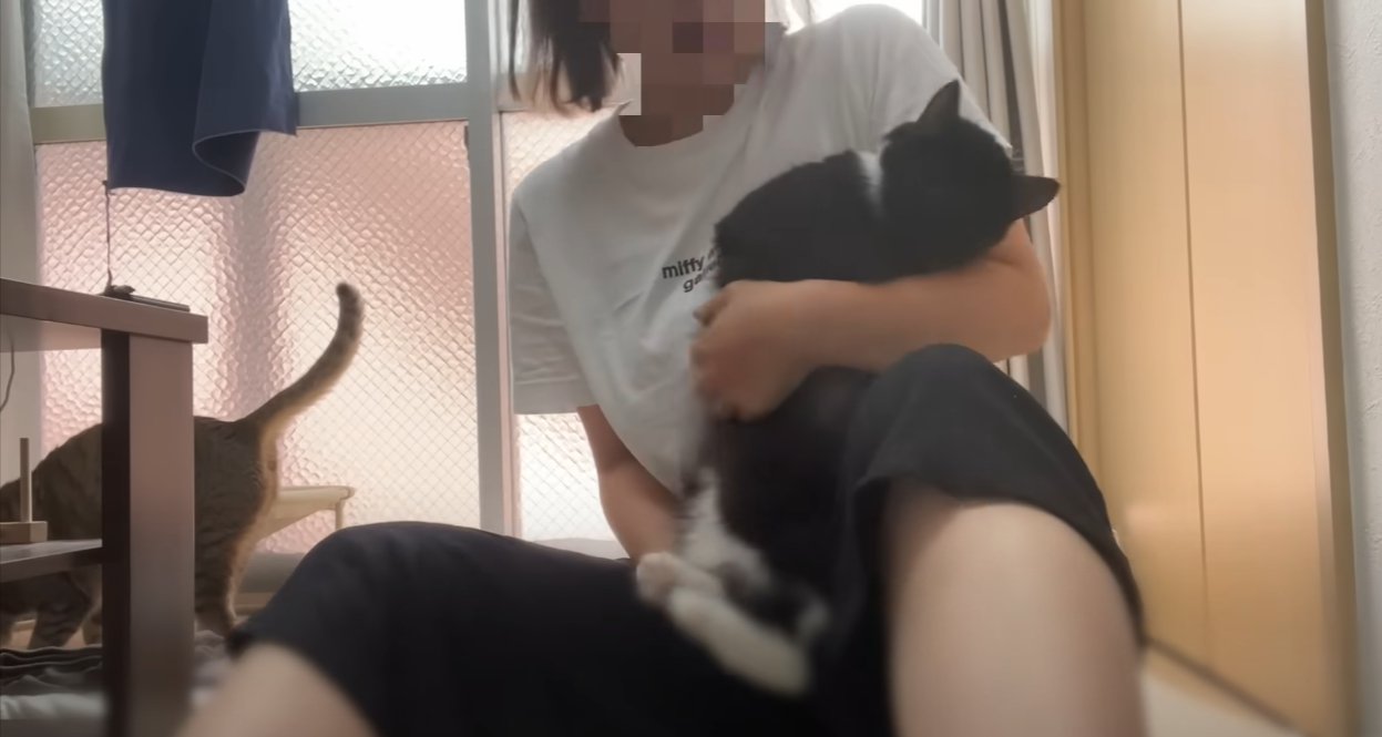 人に抱っこされる猫