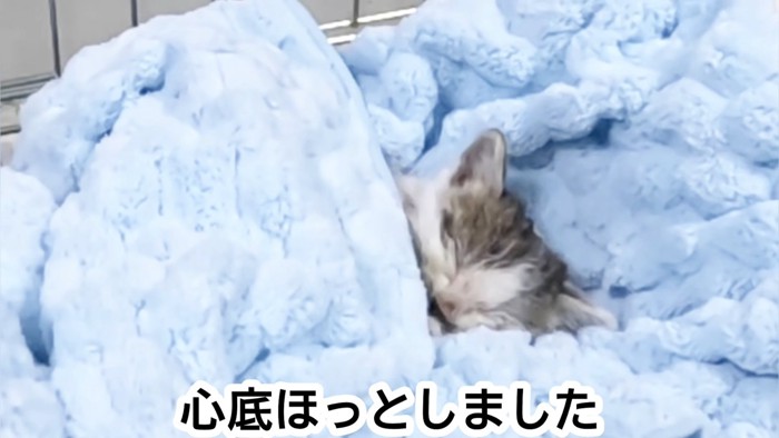 毛布に包まれて寝る子猫