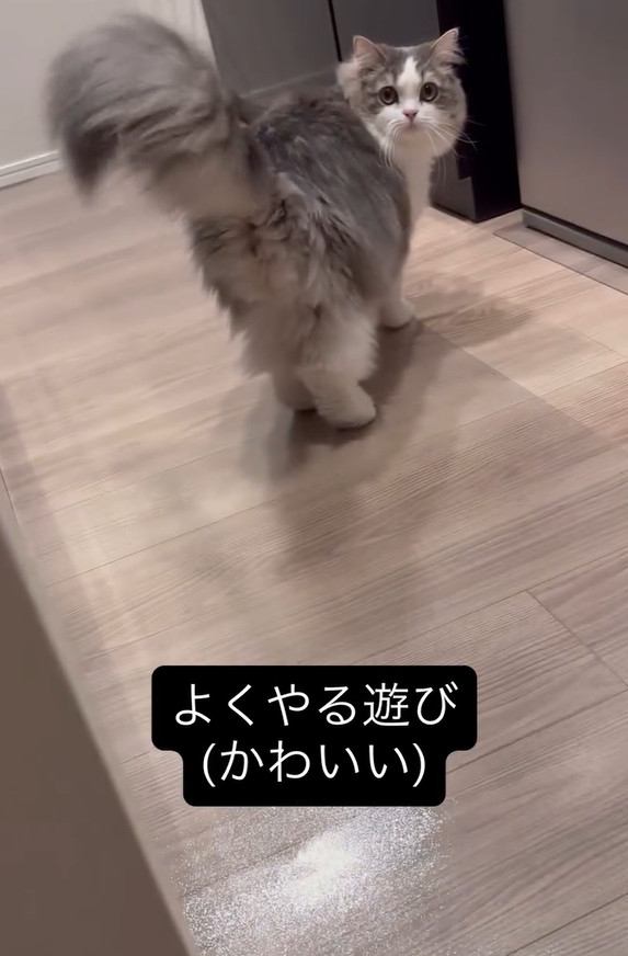振り向いている猫