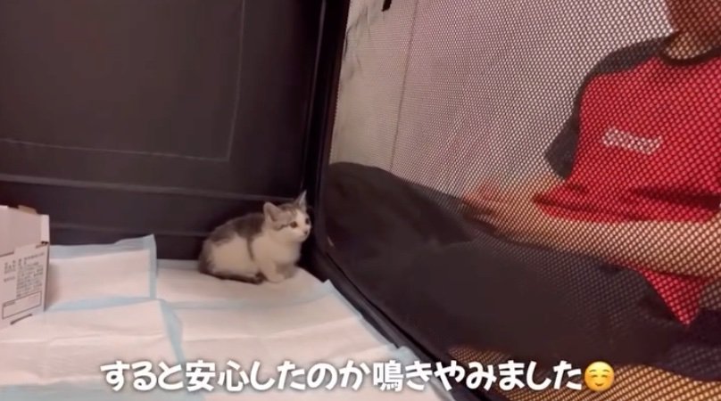 鳴き止む子猫