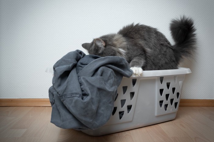 潜ろうとする猫