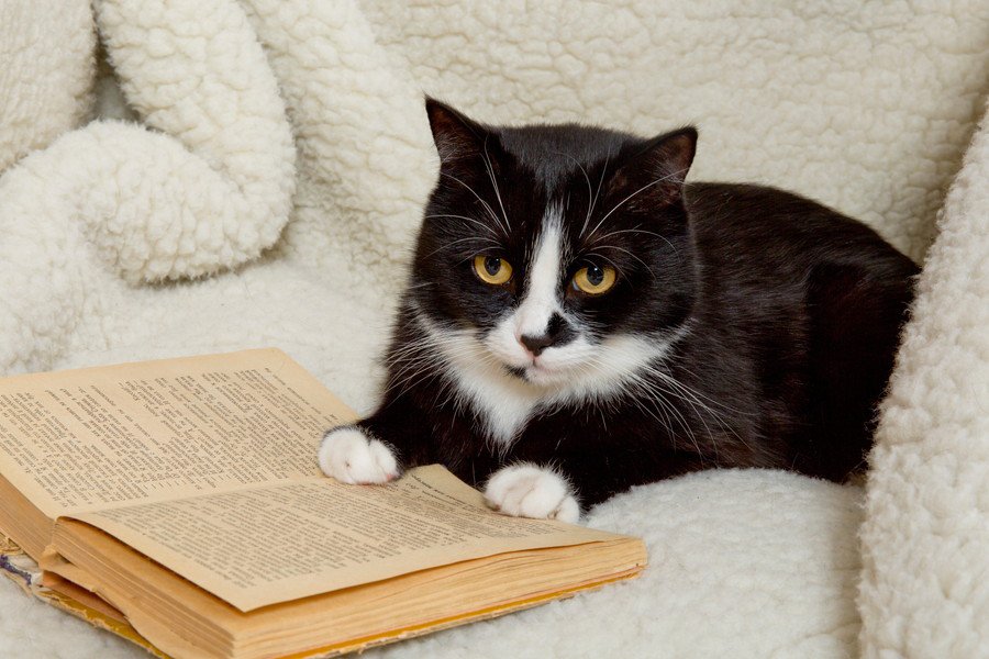 本を前にする白黒猫