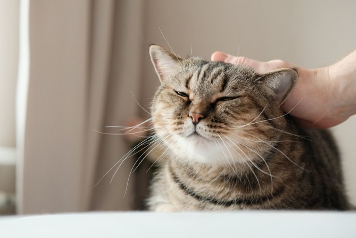 頭を撫でられる猫