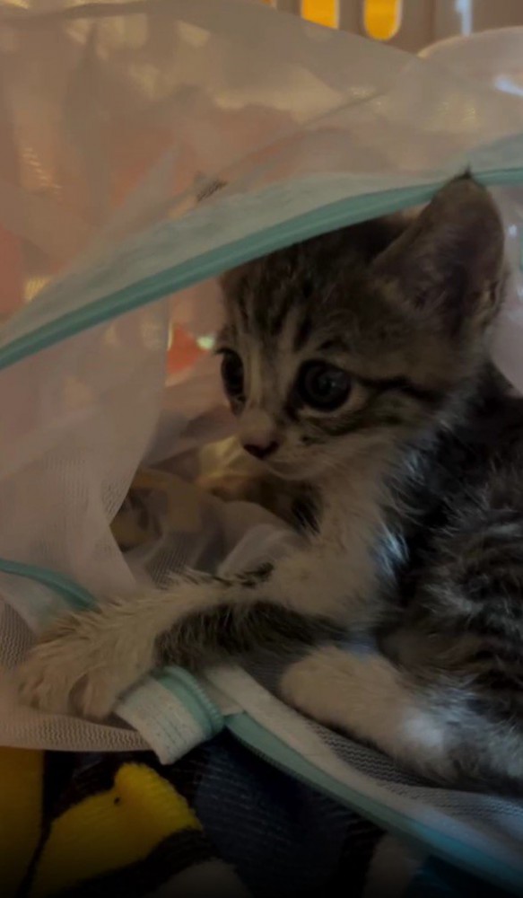 保護された子猫