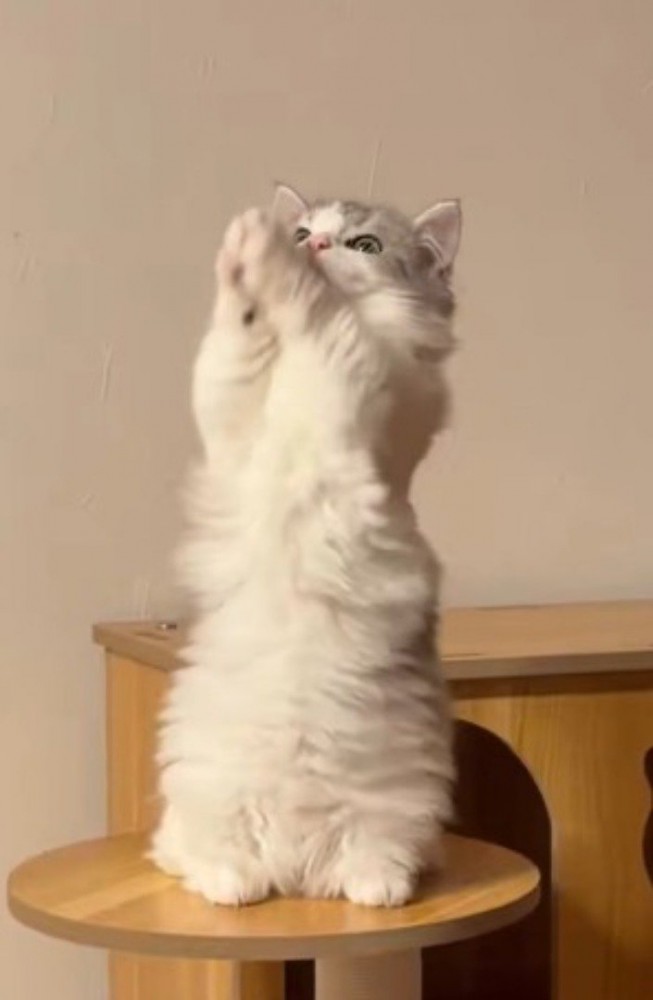 立ち上がりながら、上を向いて前足を顔の前で合わせる猫