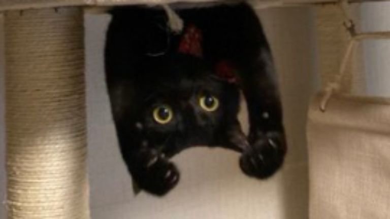 キャットタワーにいる猫