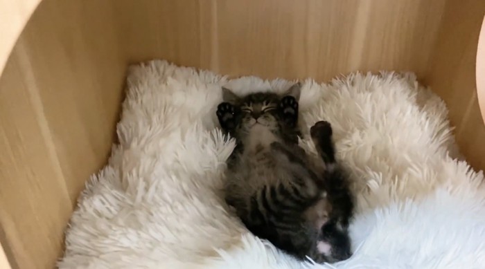 仰向けで両手を上げて眠るもこくん