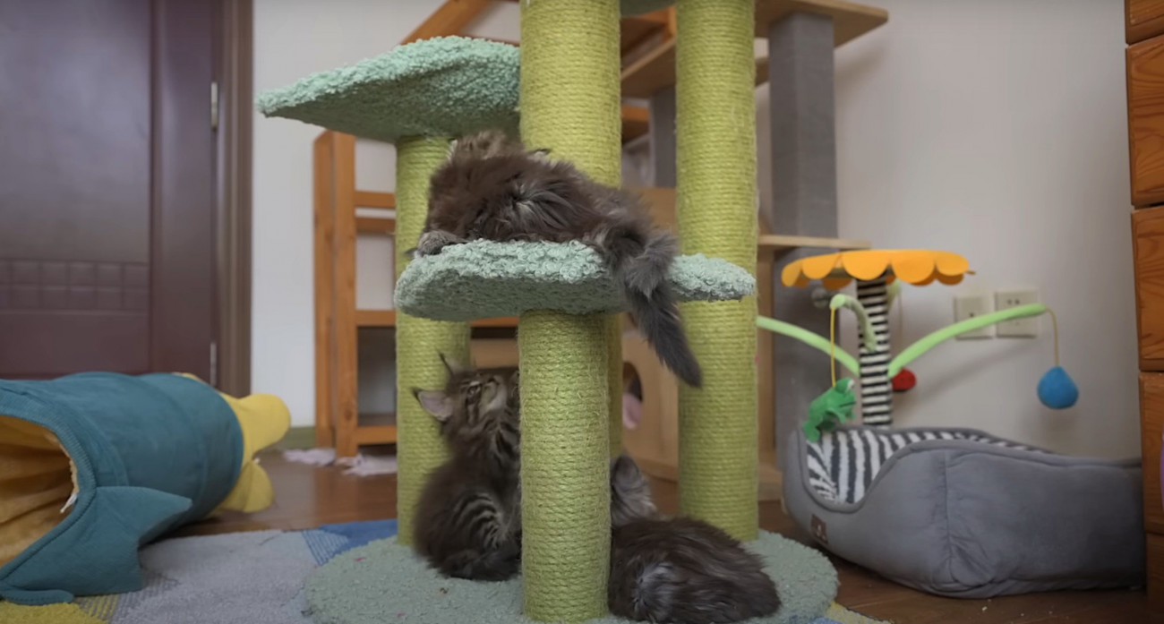 タワーで遊ぶ子猫たち