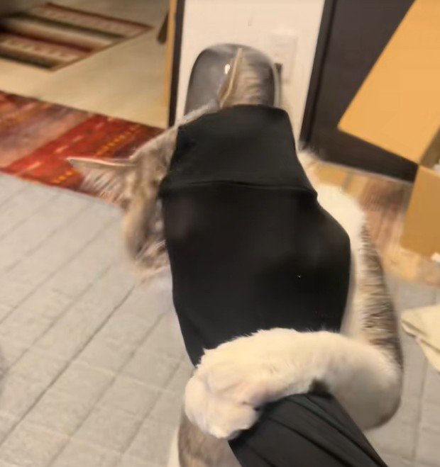 手首に絡みつく猫