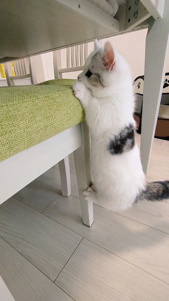 椅子にくっつくように登るマンチカン