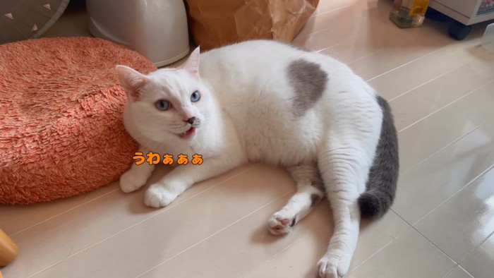 「うわぁぁぁ」と鳴く猫