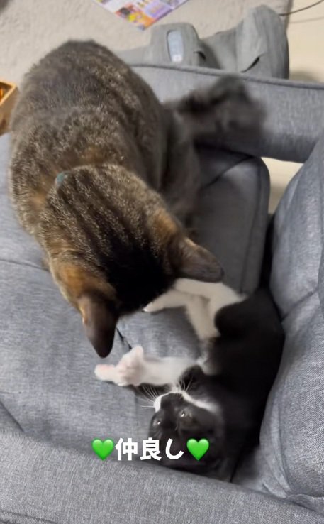 遊ぶ子猫を見下ろすキジトラ