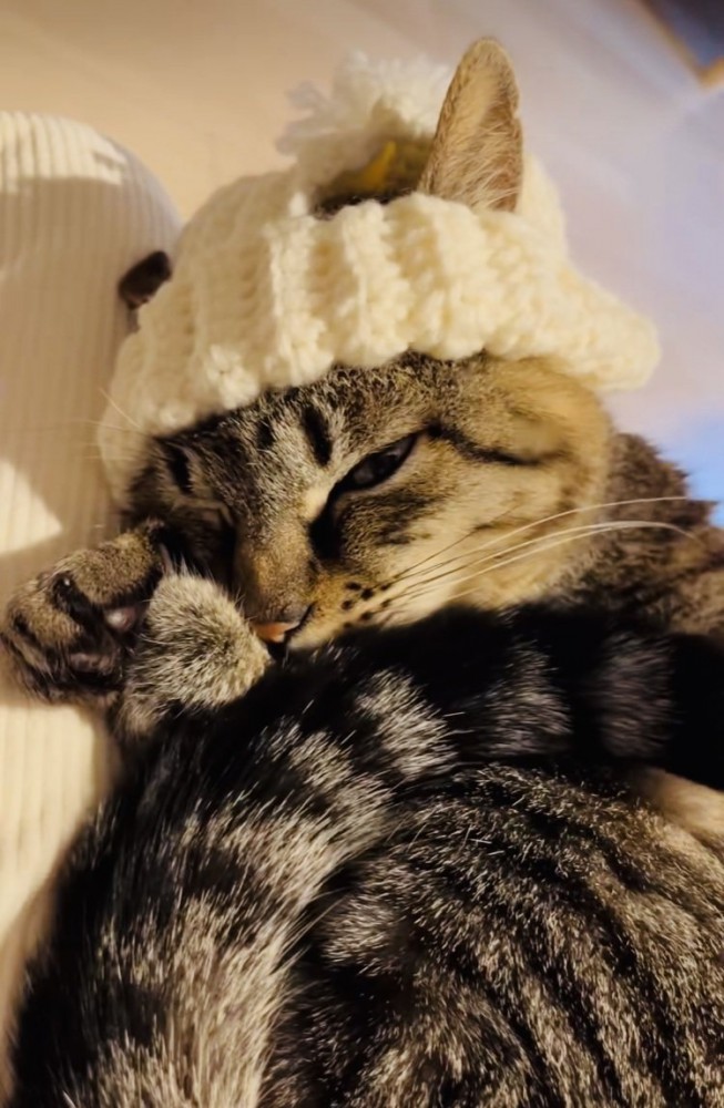 手作りニット帽をかぶってママの膝の上でくつろぐキジトラ猫