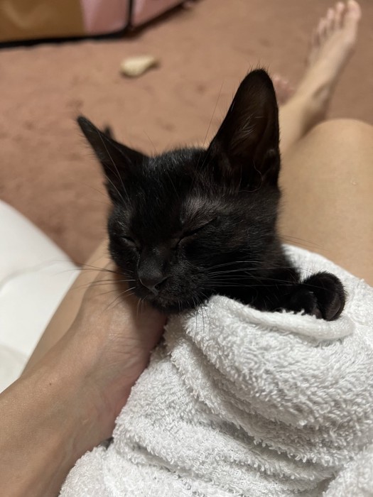 目を閉じる子猫